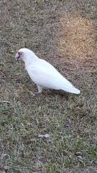 13233200_10154243751559319_306116882_n